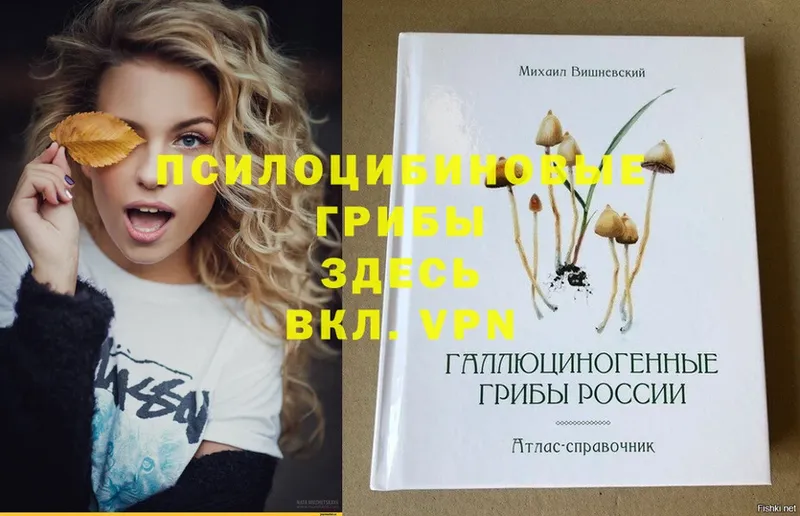 Галлюциногенные грибы GOLDEN TEACHER  Балтийск 